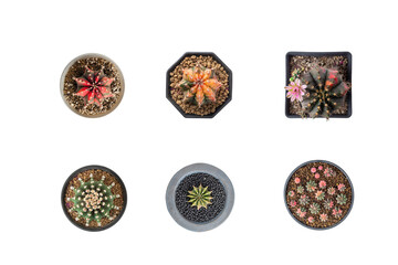 different types of cactus isolated on white background