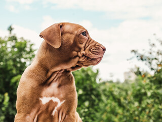 Pretty puppy of chocolate color on a background of blue sky on a clear, sunny day. Close-up, outdoor. Concept of care, education, obedience training, raising of pets