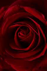 Red rose closeup