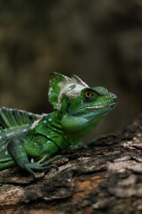 Obraz premium Green lizard on a branch
