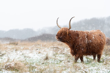 Highland cow grazing in a grassland during snowfall