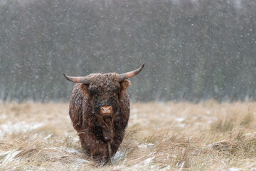 Juvenile Highland cow in snowy weather, looking towards the camera. The background are dark blurry trees