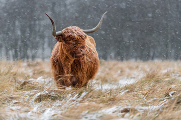 Highland cow grazing during snowy weather.  The snowflakes are clearly visible against the dark background.