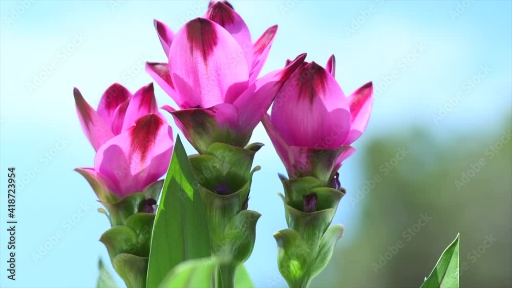 Poster Curcuma plant blooming outdoors. Flowers of growing Turmeric plant spice. Indian spices. Siam tulip, Alismatifolia flower, dok krachiao. Landscape design. Slow motion 4K UHD video. 