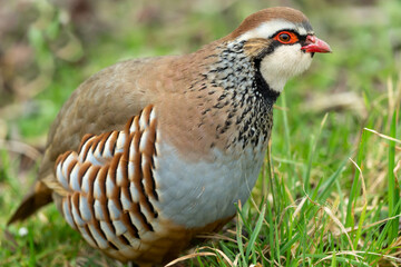 Partridge.  Scientific name: Alectoris rufa.  Close up of a Red-legged or French Partridge in Springtime.  Facing right.  blurred background.  Horizontal.  No people.