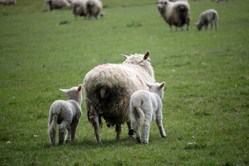 Sheep ewe with lambs