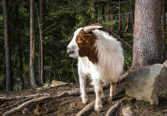 Little funny spotted goat in corral for cattle on a farm in Scotland