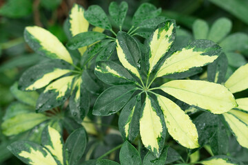 Exotic tropical foliage, vibrant green tropical leaves
