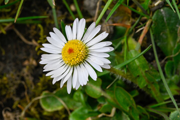 Obraz premium Wild daisy with a yellow flower head growing in a grass lawn