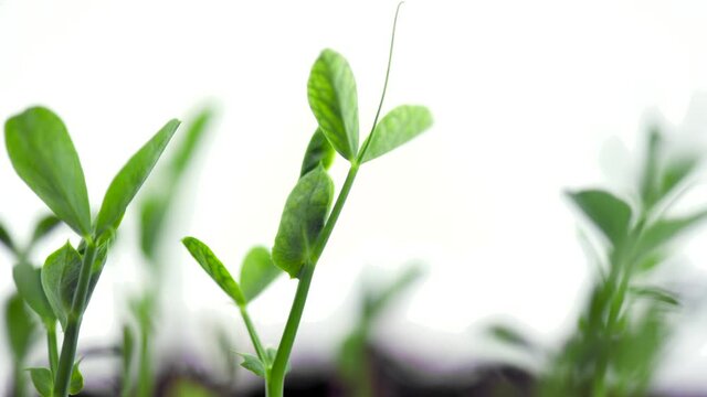 Green pease roots growing closeup. Timelapse of fresh organic green pease plant, agriculture concept. Time lapse. Healthy raw food, vegan. Bio sprouts growing on soil, close up. 4K UHD video