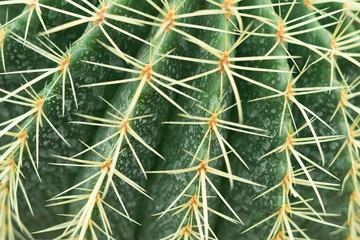 Cactus spines close up, spines texture selected focus