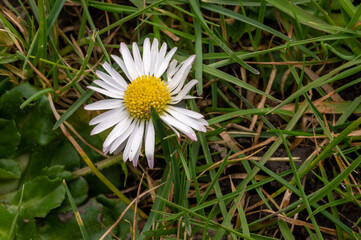 Wild daisy with a yellow flower head growing in a grass lawn