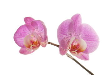 Fototapeta na wymiar Deux belles fleurs d'orchidée rose sur fond blanc