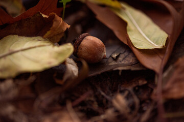 Acorn in the forest © Dragos
