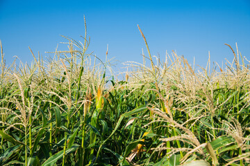 Corn growing in the field