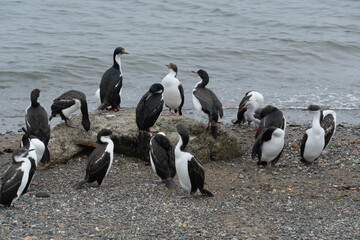 Punta Arenas, aves, cormorões, Chile
