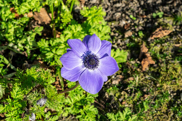Purple Anemone coronaria macro. Spring flowers purple Anemone close-up  among the green leaves in the spring garden. The first flowers in the spring forest.