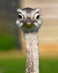 Deurstickers ostrich © sue