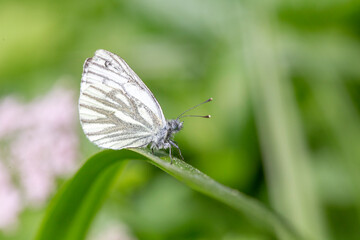 The green-veined white (Pieris napi) is a butterfly of the Pieridae family. Green-veined white (Pieris napi), family Pieridae.