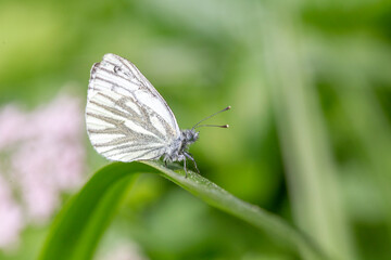 The green-veined white (Pieris napi) is a butterfly of the Pieridae family. Green-veined white (Pieris napi), family Pieridae.