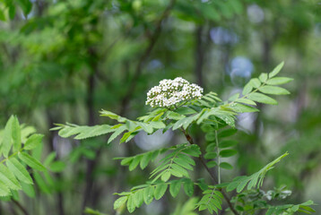 Blossoms of a rowan tree, Sorbus aucuparia, with leaves. Sorbus aucuparia, commonly called rowan and mountain-ash, is a species of deciduous tree or shrub in the rose family.