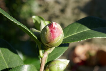 pink camelia bud 