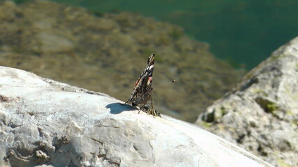 Butterfly (with shadow on a rock)