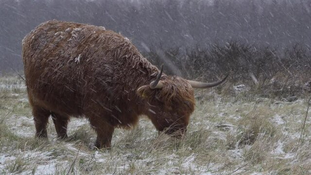 Close up of a Highland cow grazing during snowfall