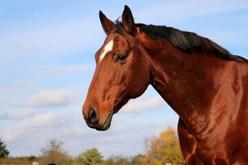 Obraz premium beautiful head portrait from a brown quarter horse on the paddock