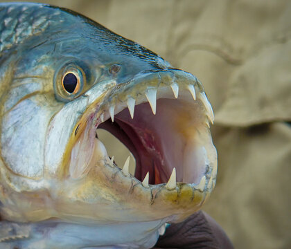 close up of a Tiger fish