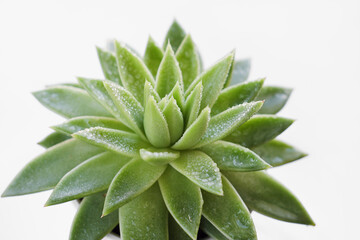 Sempervivum tectorum or common houseleek green plant with fresh water drops. house decoration concept. selective focus. 