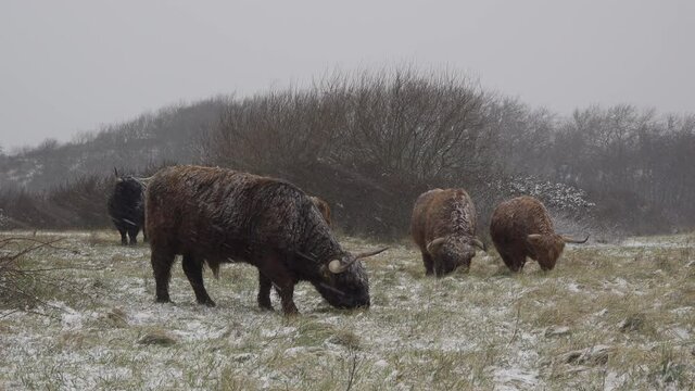 Group of Highland cattle grazing during snowfall