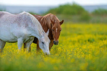 White and brown horse on field of yellow flowers - 418727360