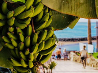 bananowiec © Marcin
