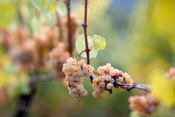 Weiße Trauben an Weinrebe