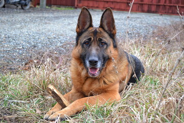 Naklejka premium german shepherd dog