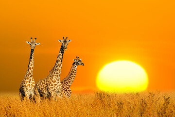 Three african giraffe at beautiful orange sunset in the National park of Kenya