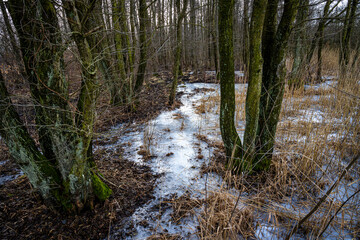 A winter photo of an icy water pond in a forest. Picture from Lund, southern Sweden