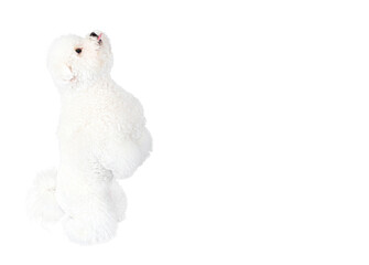 Cute Bichon Frise begging for food isolated on white background