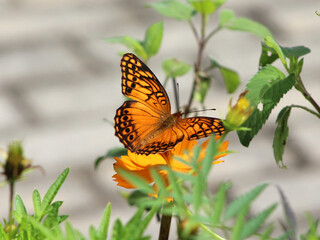 Brazilian tropical orange butterlfy with black dots.