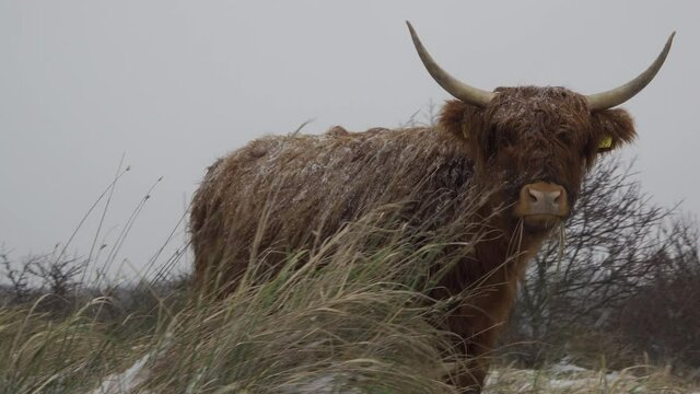 Grazing Highland cow walking towards the viewer in a snowy landscape