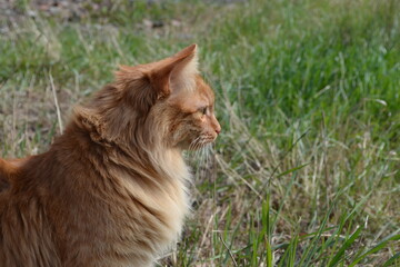 cat in the grass