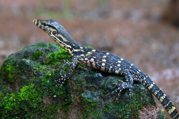 Small Asian water monitor near the pond