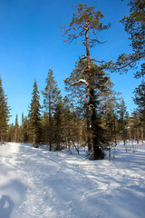 winter forest in the snow