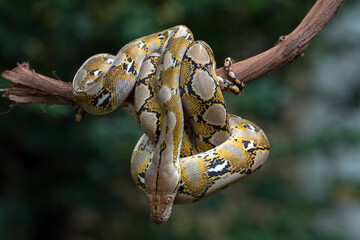 Reticulated phyton coiled its body around a tree branch