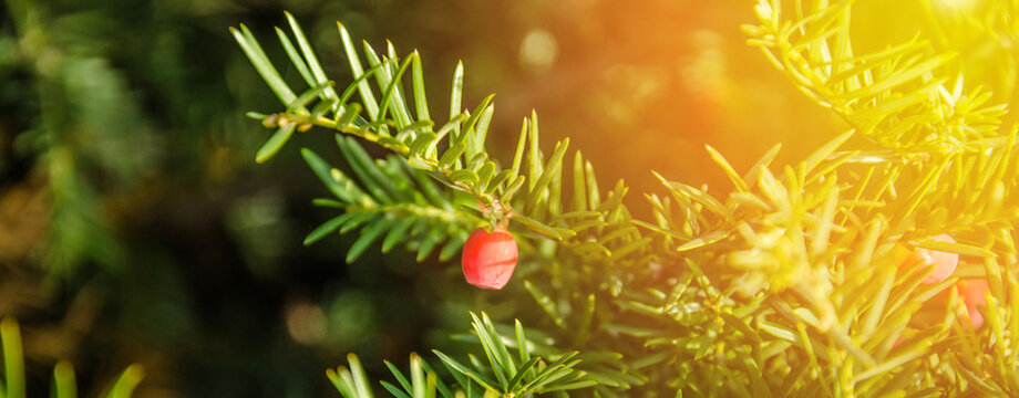 Banner natural background. Pacific Yew in the sun. Taxus brevifolia