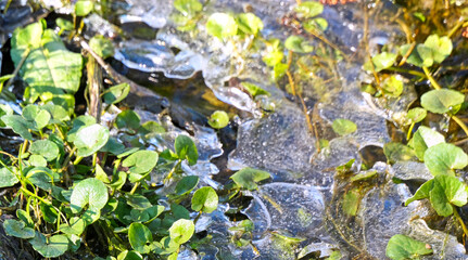 fresh spring leaves between layers of ice melting in the spring sun