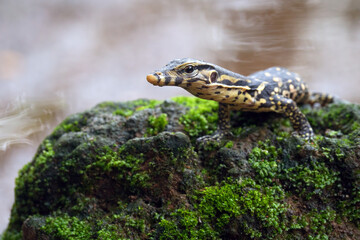 Fototapeta premium Small Asian water monitor near the pond