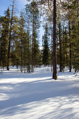 forest in winter