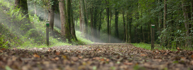 path in a forest in autumn and rays of light through the trees. landscape of the Basque country in the town of Aia